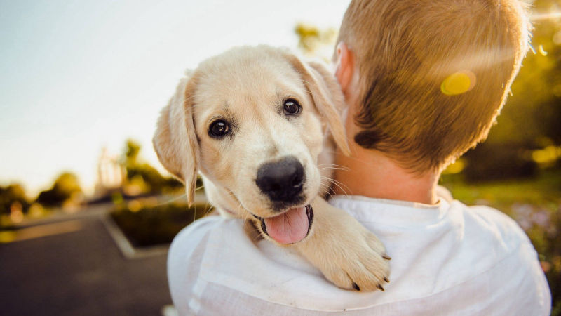 Wir lieben Hunde
